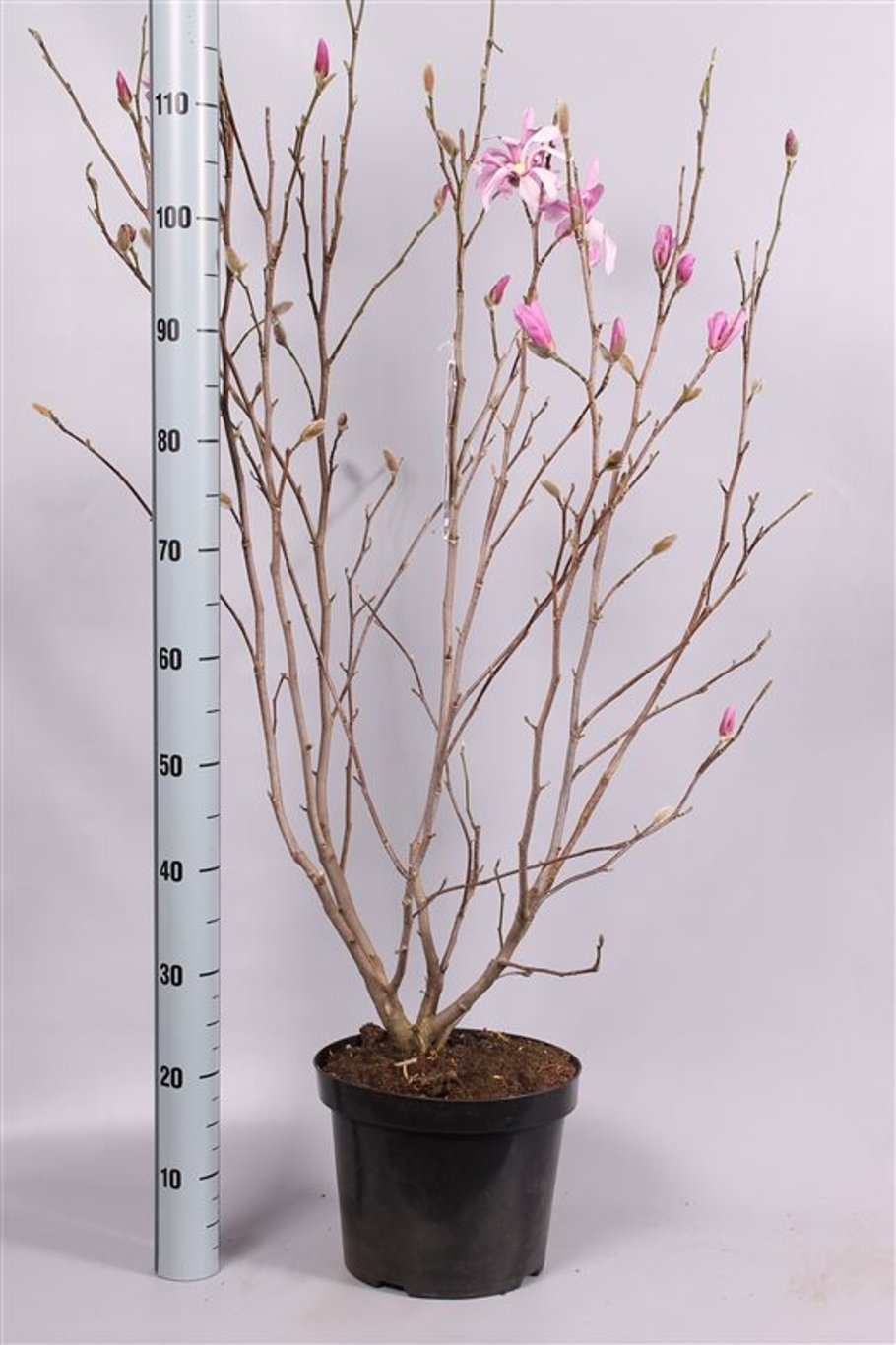 Magnolia loebneri 'Leonard Messel' - C7.5 80-100 CM